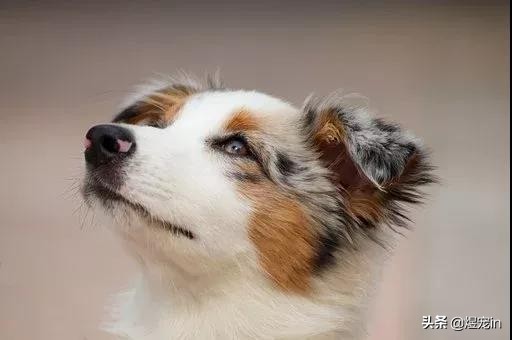 狗狗的鼻子褪色怎么办？一定要预防