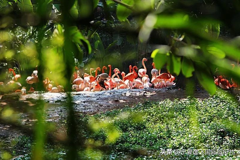 广州长隆海洋公园旅游攻略,广州长隆动物园一日游套票