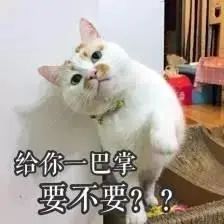 被猫咪调戏怎么办,猫咪被阿姨骚扰