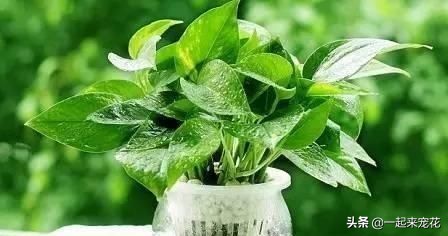 绿萝水培总是黄叶？只要3招，立马就绿回来