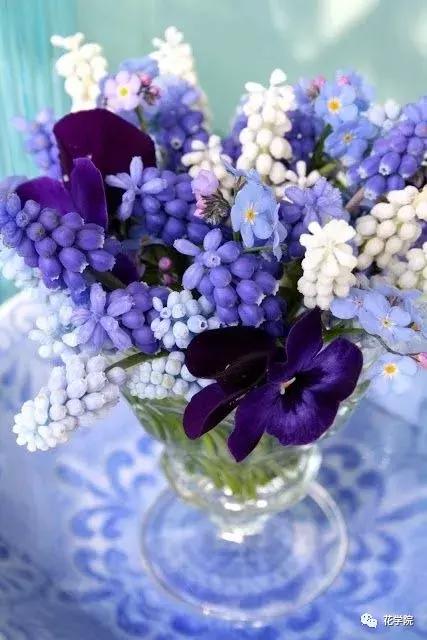 三色堇和大花三色堇,花儿三色堇