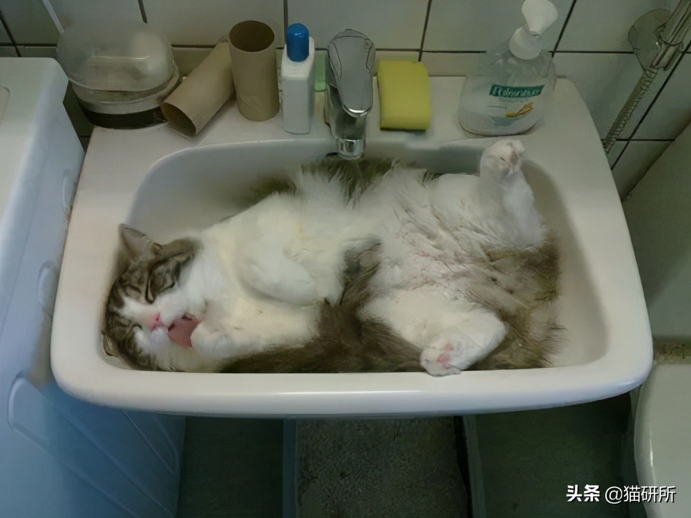 猫咪夏季好物推荐平价,猫咪防抓好物推荐