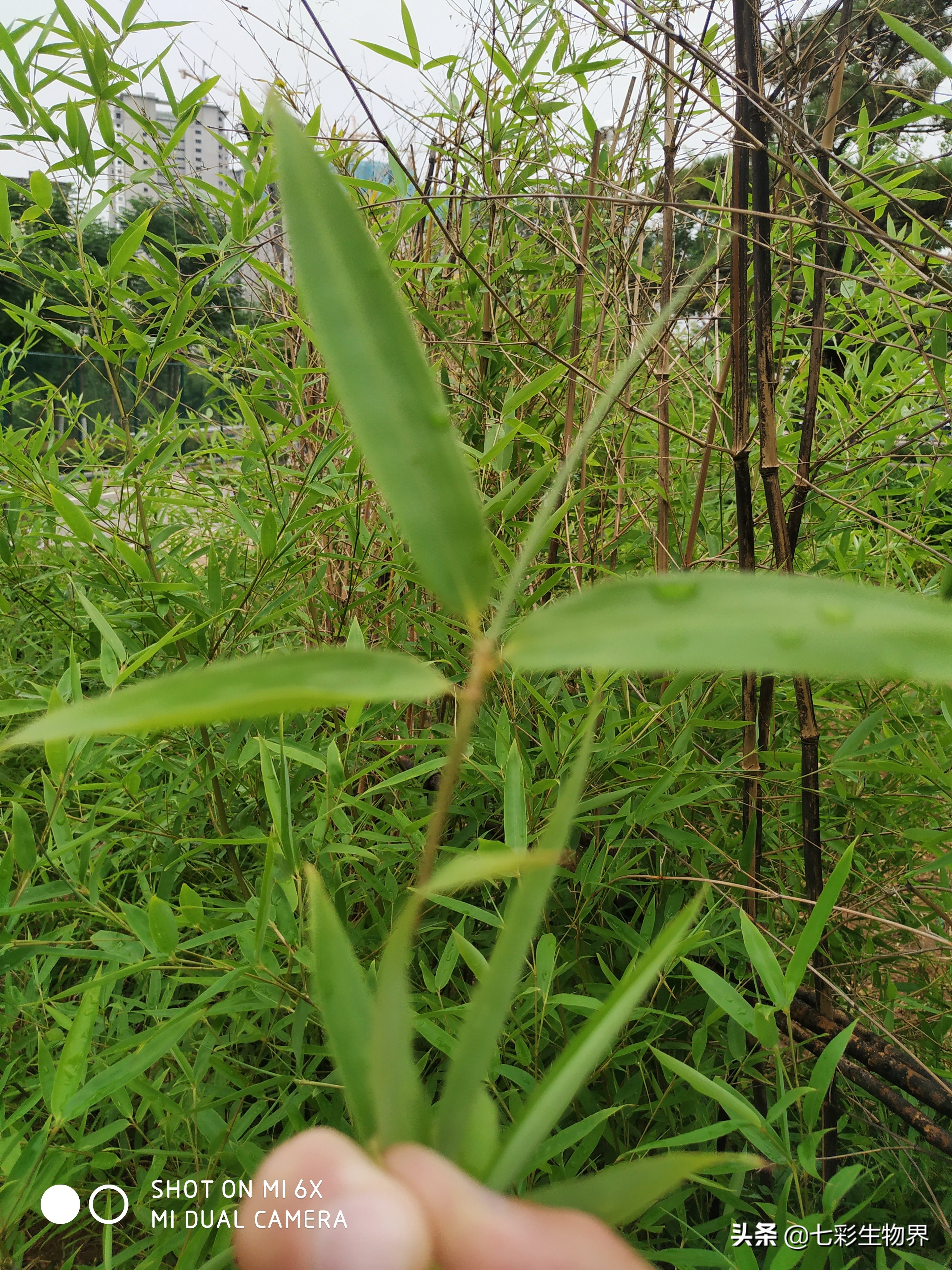 清热解暑就喝竹叶薄荷茶,竹叶茶能够去火去湿嘛
