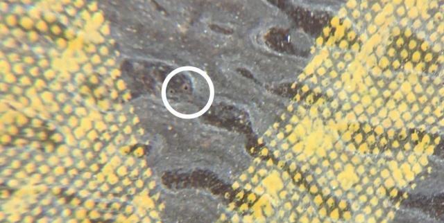 lvnanonoe水桶包真假鉴定,奢侈品鉴定lv购物袋