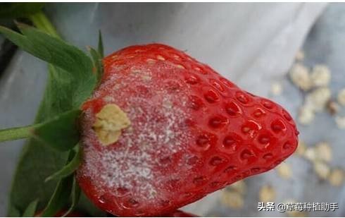 草莓白粉的原因,草莓得了白霜病还有救吗