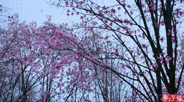 李子柒火了的视频,李子柒现身网红节却暴露真实颜值