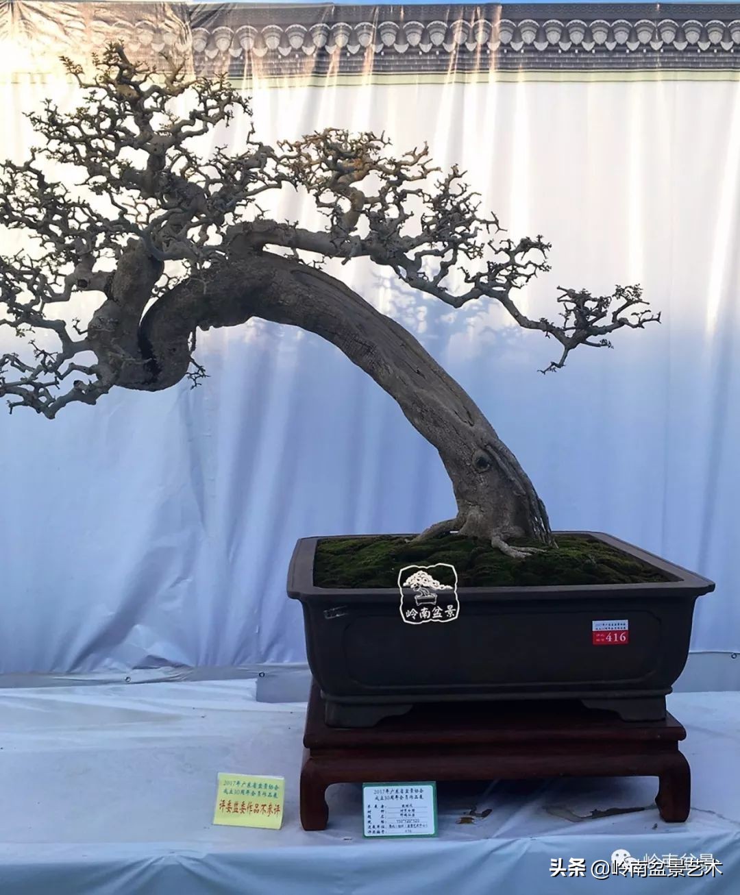 盆景对节白蜡是什么树,对节白蜡盆景是什么树