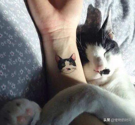 新手养猫全攻略,新手如何养猫全攻略