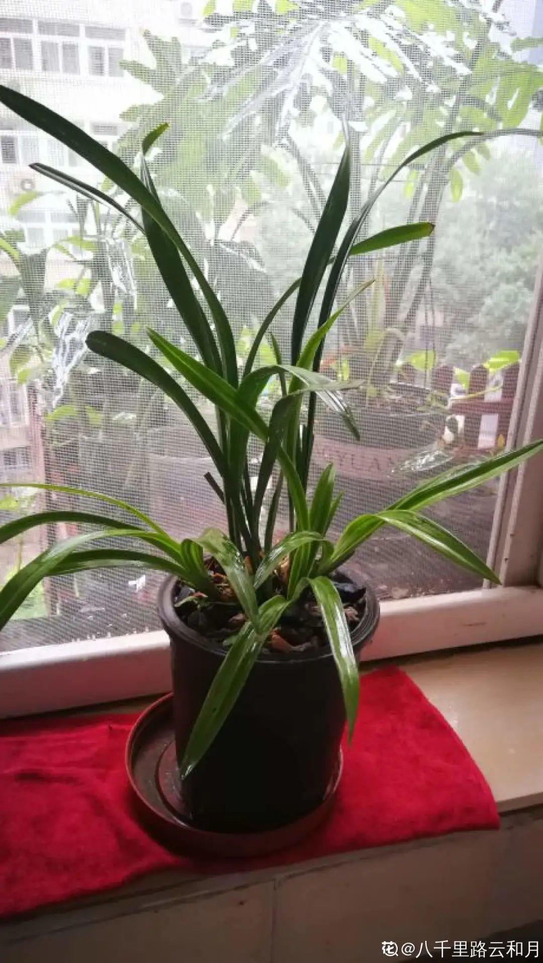 耐寒又好养的香水花,家里能够养法国香水花