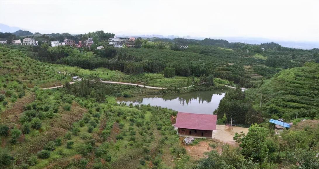 刘成的油茶种植地,刘成帮家庭农场