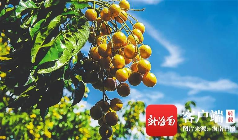 今日小满，遇见初夏！这个季节海南有哪些水果能够吃到爽？