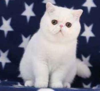 如何挑选一只自己喜欢的猫咪,怎么从一窝猫咪里挑选最乖的一个