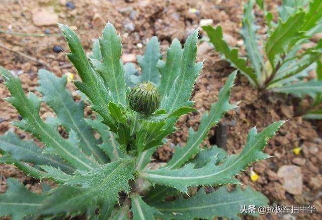 麦地刺儿菜用什么药能除根,恶性杂草除草最佳方法