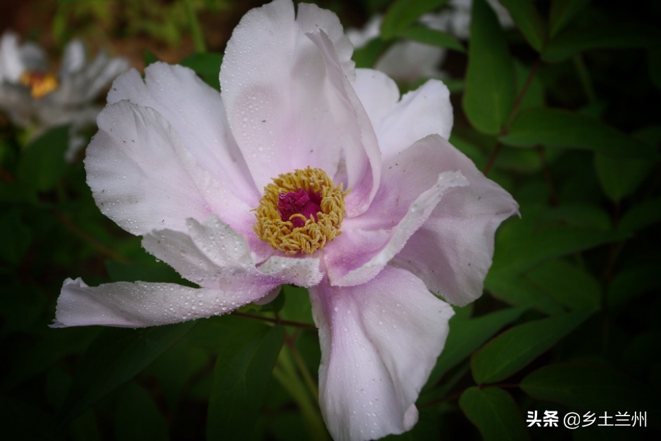 芍药花开的季节等你欣赏,芍药花开如诗如画