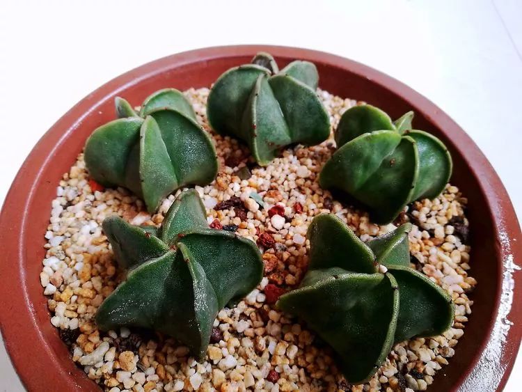 从多肉上感悟人生,多肉的真实生活感悟