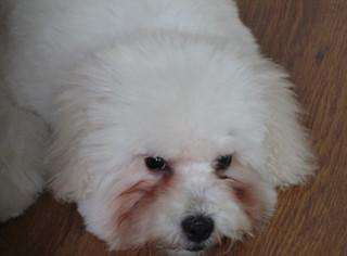 十大最省心狗排名约克夏,建议懒人穷人养的10种狗