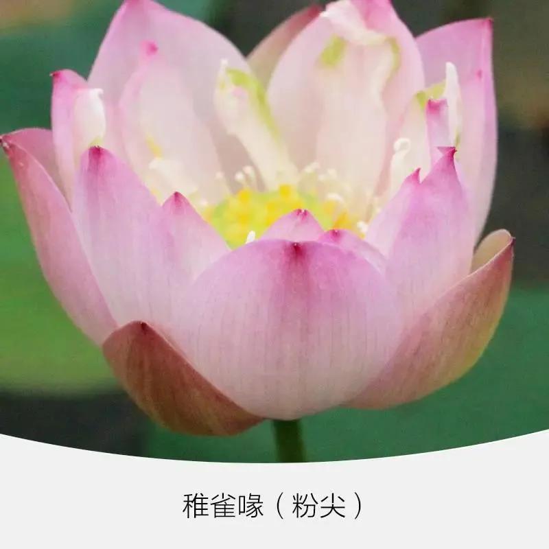 微型丰花碗莲有什么品种,微型碗莲合适种什么花