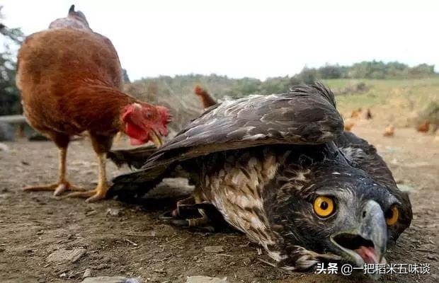 养鸡怎么预防老鹰捉小鸡,养鸡怎样预防老鹰捉小鸡