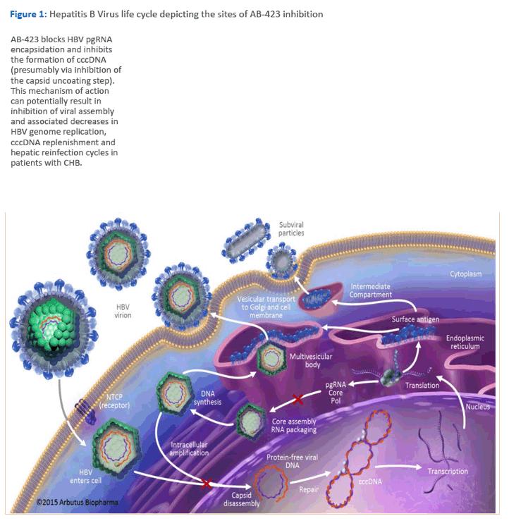 第一次抗病毒吃恩替还是替诺,乙肝抗病毒几块钱的恩替有效吗