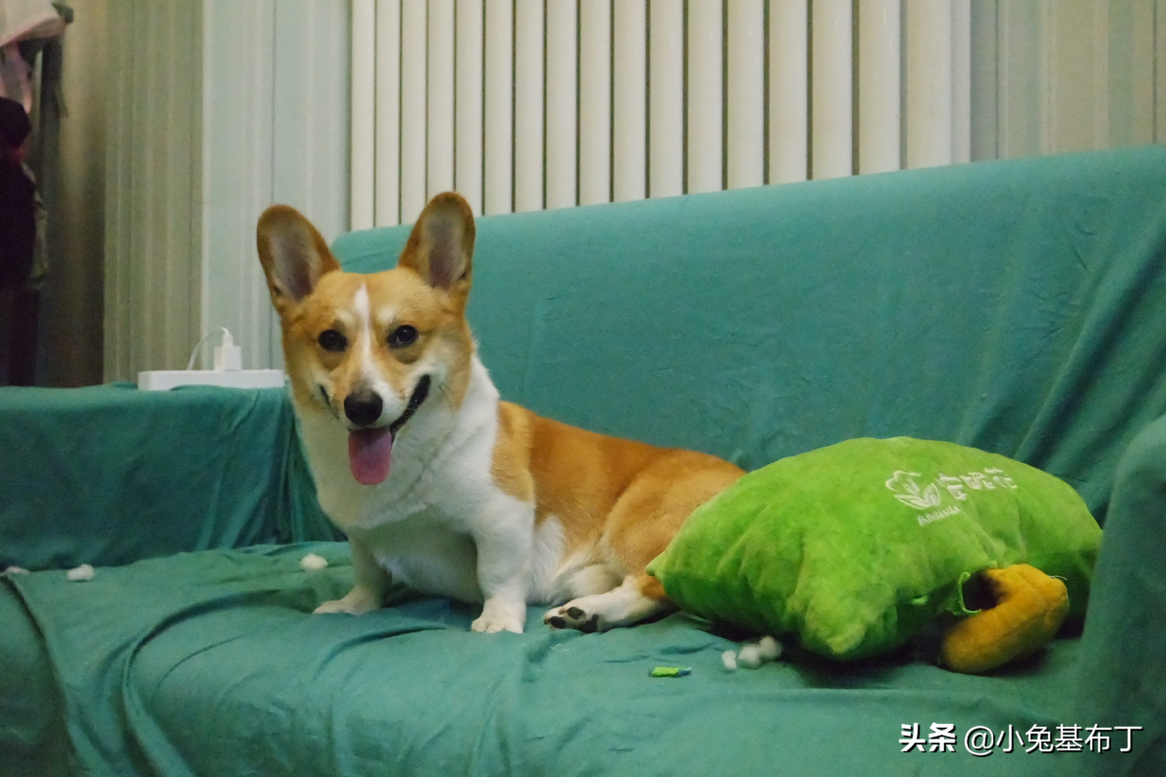 狗狗脚趾炎脓疱不破怎么办,狗狗脚趾炎能够打针消炎吗