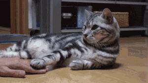 吸猫最高境界图片,吸猫最高境界完全视频