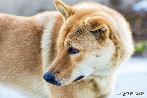 “狗无八年，鸡无六载”有道理吗？10年的鸡头真不能吃？答案来了