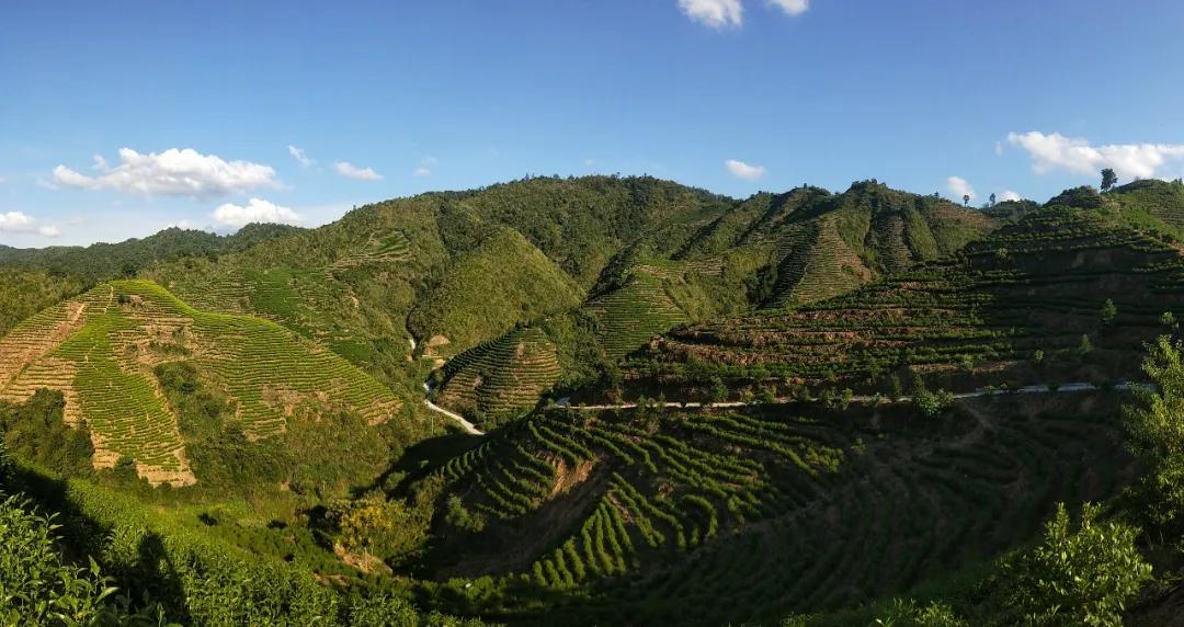 五一去婺源千古茶园,婺源茶文化旅游路线攻略