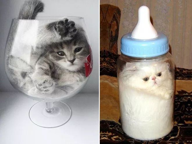 猫是一种液体吗看完长知识了,猫是液体猫咪吗
