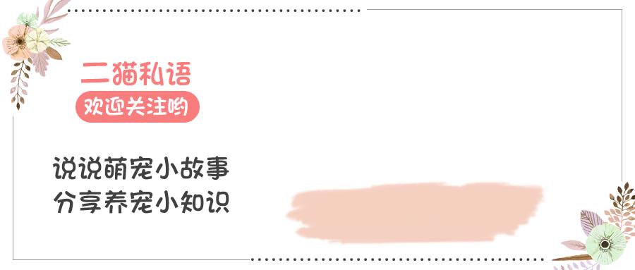 猫咪快乐向前冲,猫咪快乐就是这么简单
