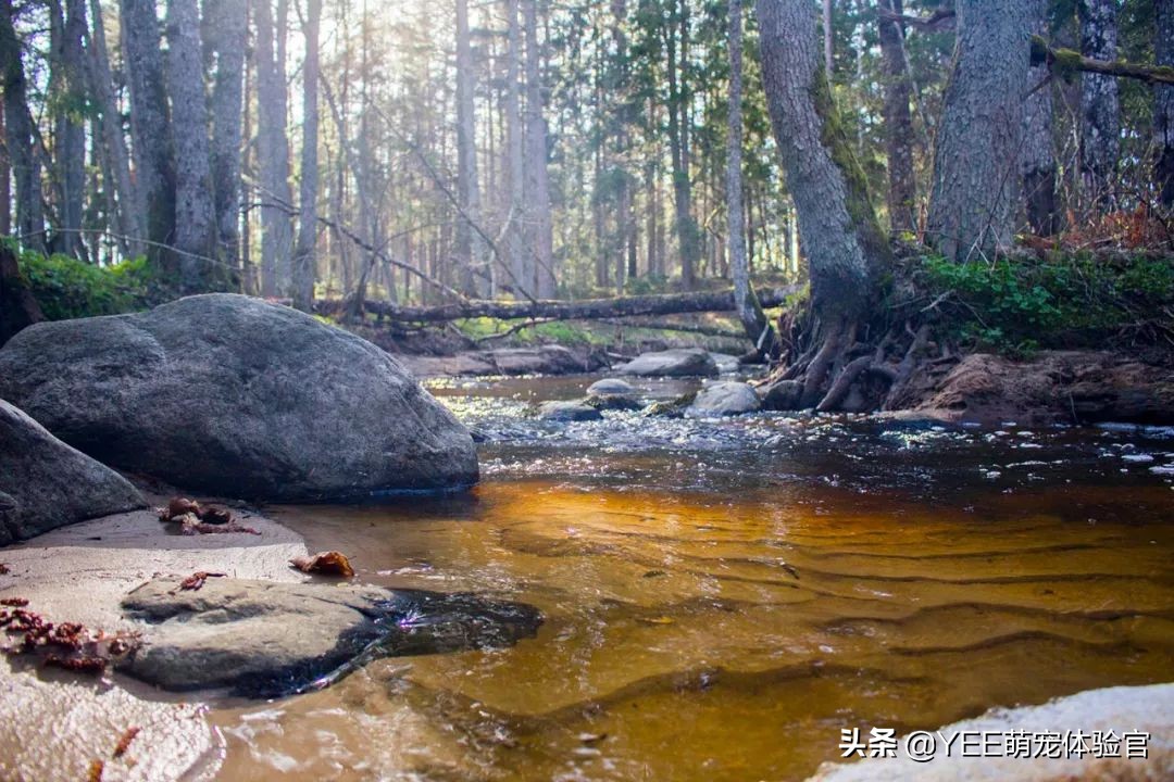 超便宜还很好养的小鱼 (便宜又好养的小鱼)