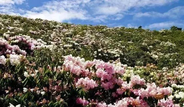 凉山州哪里能够赏花,西昌赏花攻略