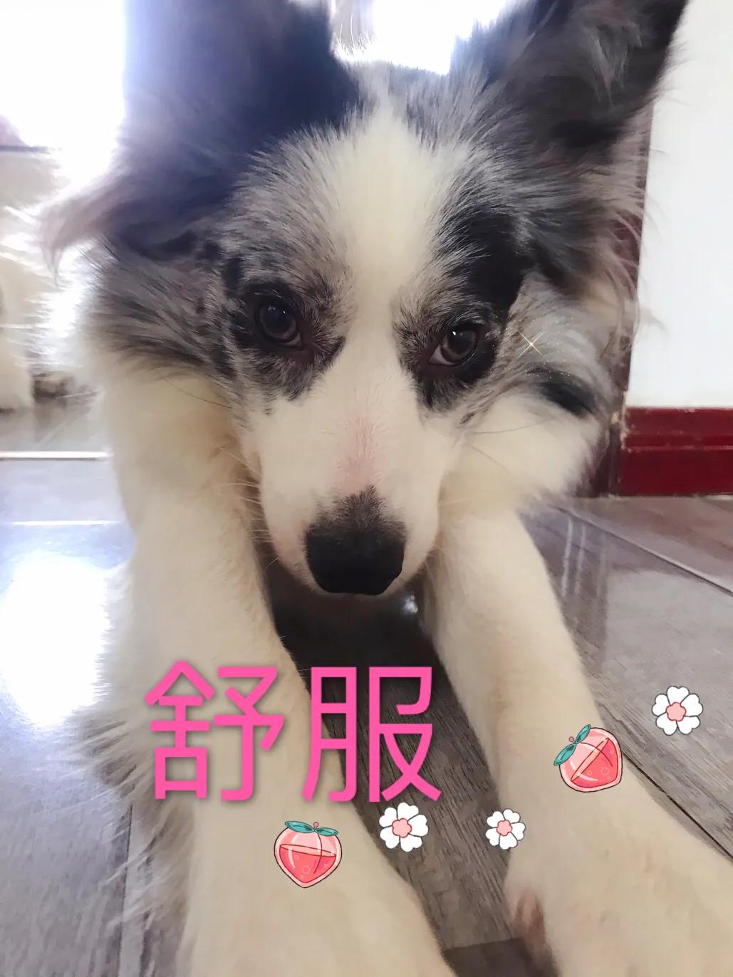 你想知道，如何正确对待狗狗发情期吗？