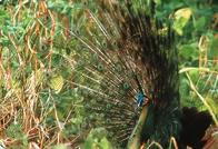 椹村弸鐜╄浆娉板浗鏀荤暐 (7鍒嗛挓娉板浗鏃呰)