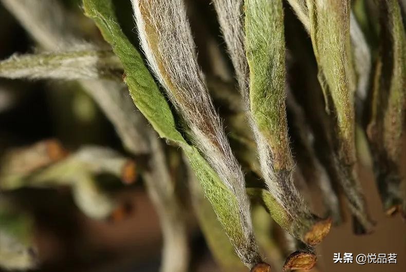 荒野福鼎白茶与台地的区别,福鼎白茶荒野老白茶哪种最好