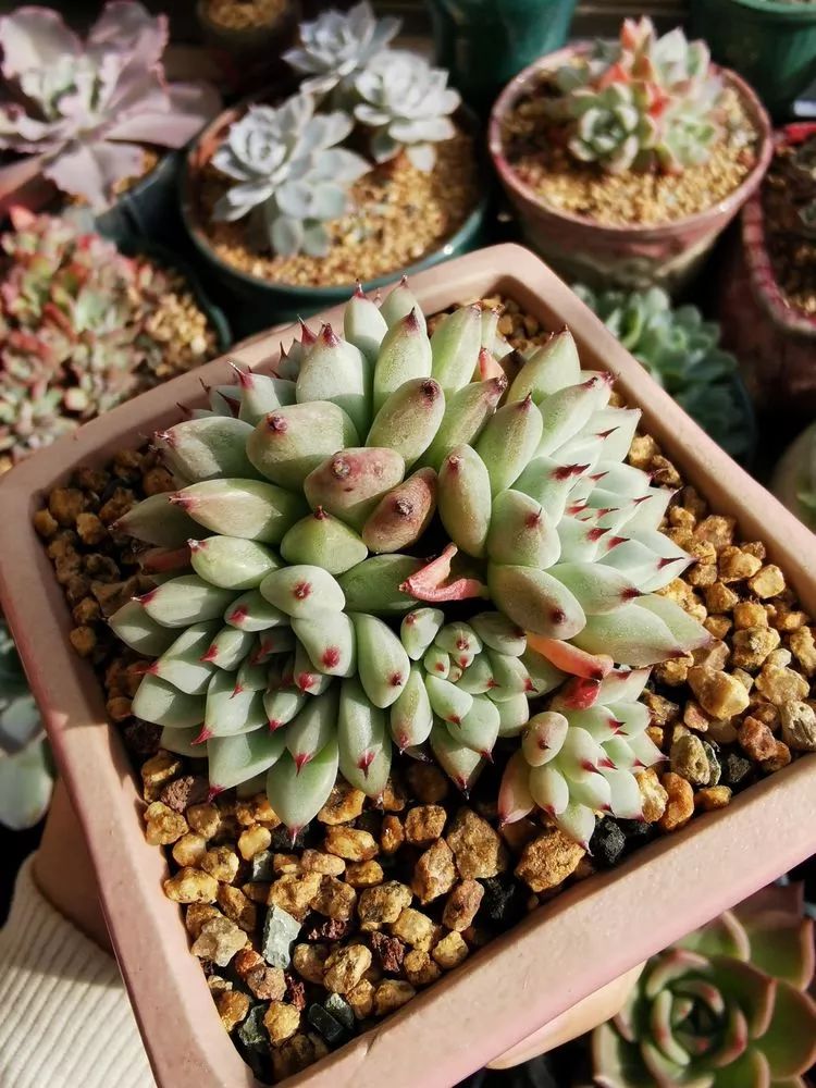 合适北方阳台党养的多肉,合适养在北阳台的多肉