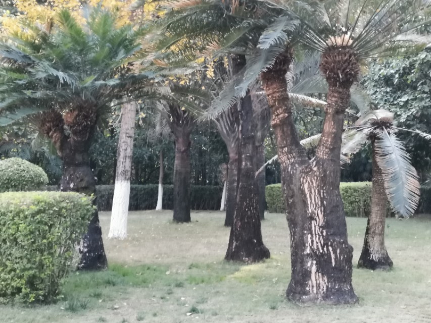 苏铁是藻类的植物吗,植物宝贝苏铁的视频