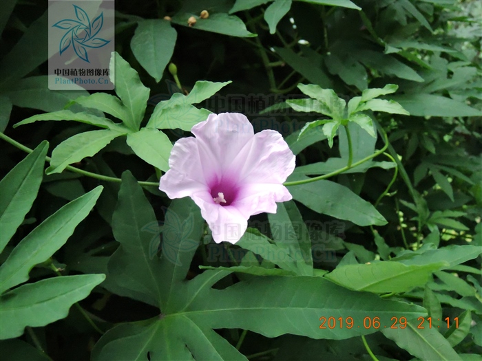 七爪金龙的功效,七爪龙泡酒功效与功能