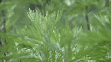 艾草的保健养生知识大全,艾草养生必备功效和功能