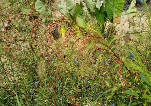 下巴长闭合性粉刺怎么去除,闭合性粉刺治疗最快的方法