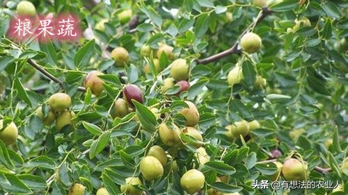 枣树春季修剪的时间和方法,春季枣树什么时候喷石硫合剂最佳
