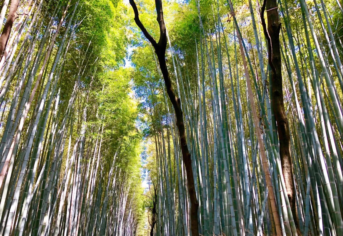 妯辫姳涔嬫梾澶ч槳,鏃ユ湰妯辫姳涔嬫梾
