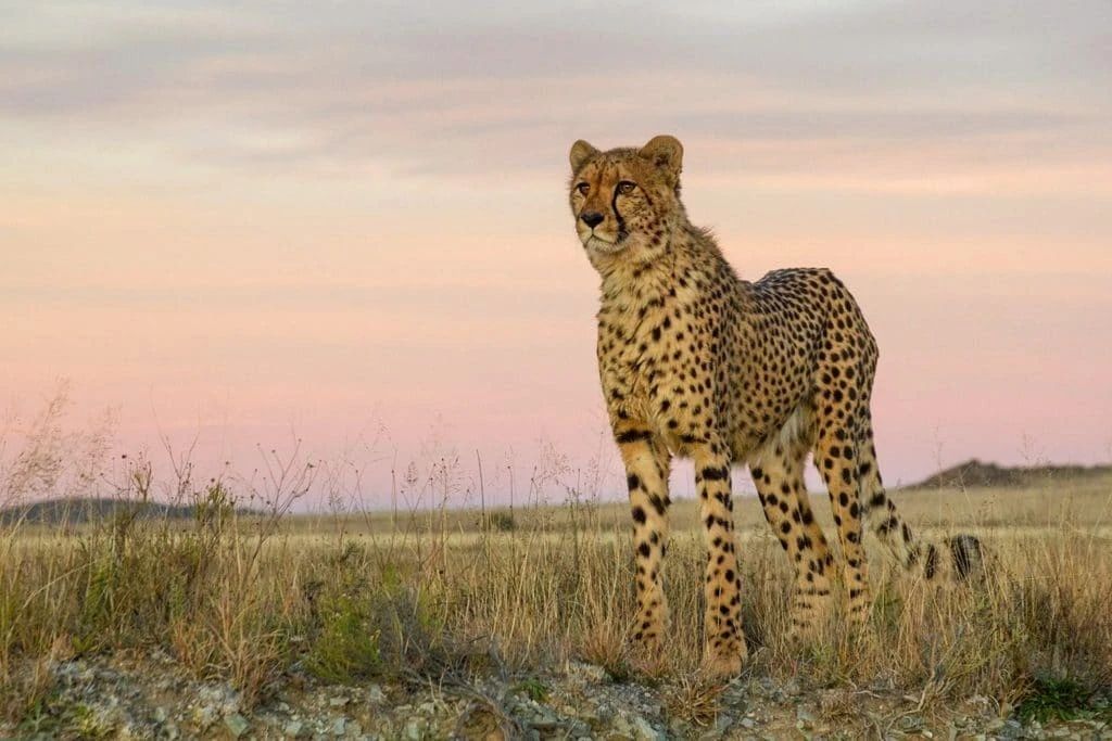 辟谣：虎入非洲*杀屠**狮群，破坏生态平衡？