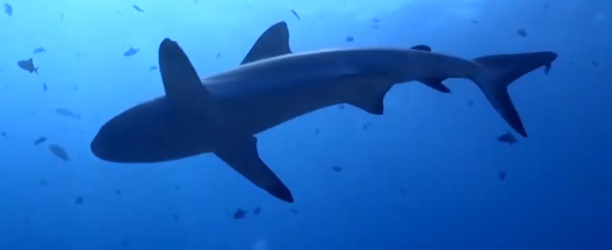 人类割掉鳍的鲨鱼还能活多久,鲨鱼的鳍被割掉后扔回大海