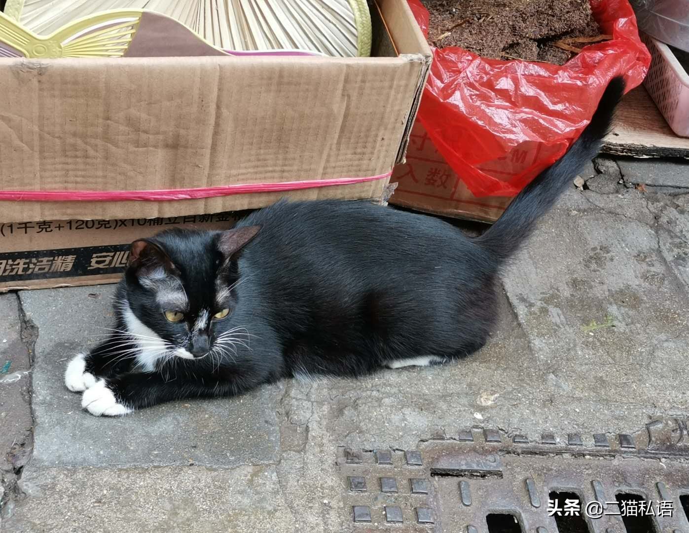 奶牛猫欲向鱼档主讨鱼吃，见有人来买鱼竟然如此做，真是太聪明了