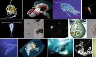 暴发“鱼瘟”救治时不可忽视寄生虫的危害---低温时节鱼类斜管虫病的症状及防治