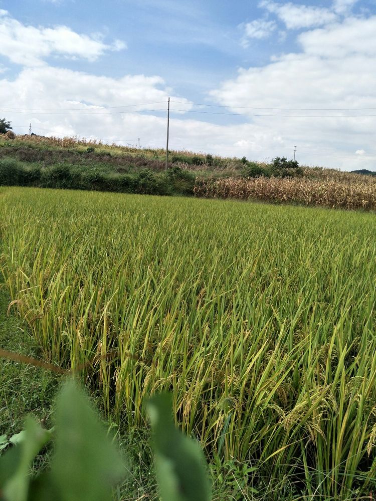 种地用的自制酵素,酵素种地效果怎么样