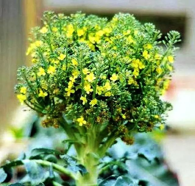 西兰花种子固体饮料的功能,西兰花种子水提取物功效