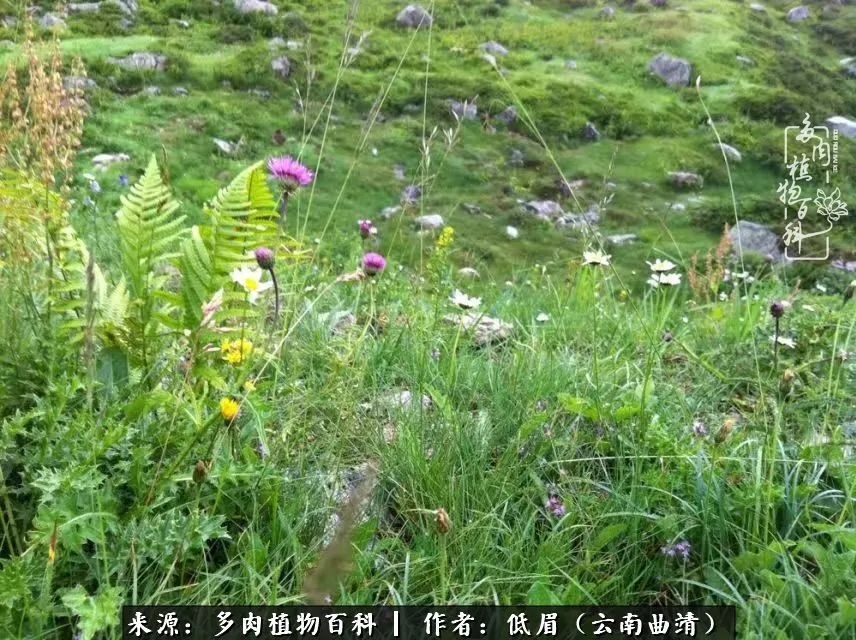 多肉看多了审美疲劳，今晚上点不一样的野味