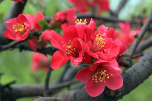 海棠花几乎不长叶,海棠花只开花不结果的品种