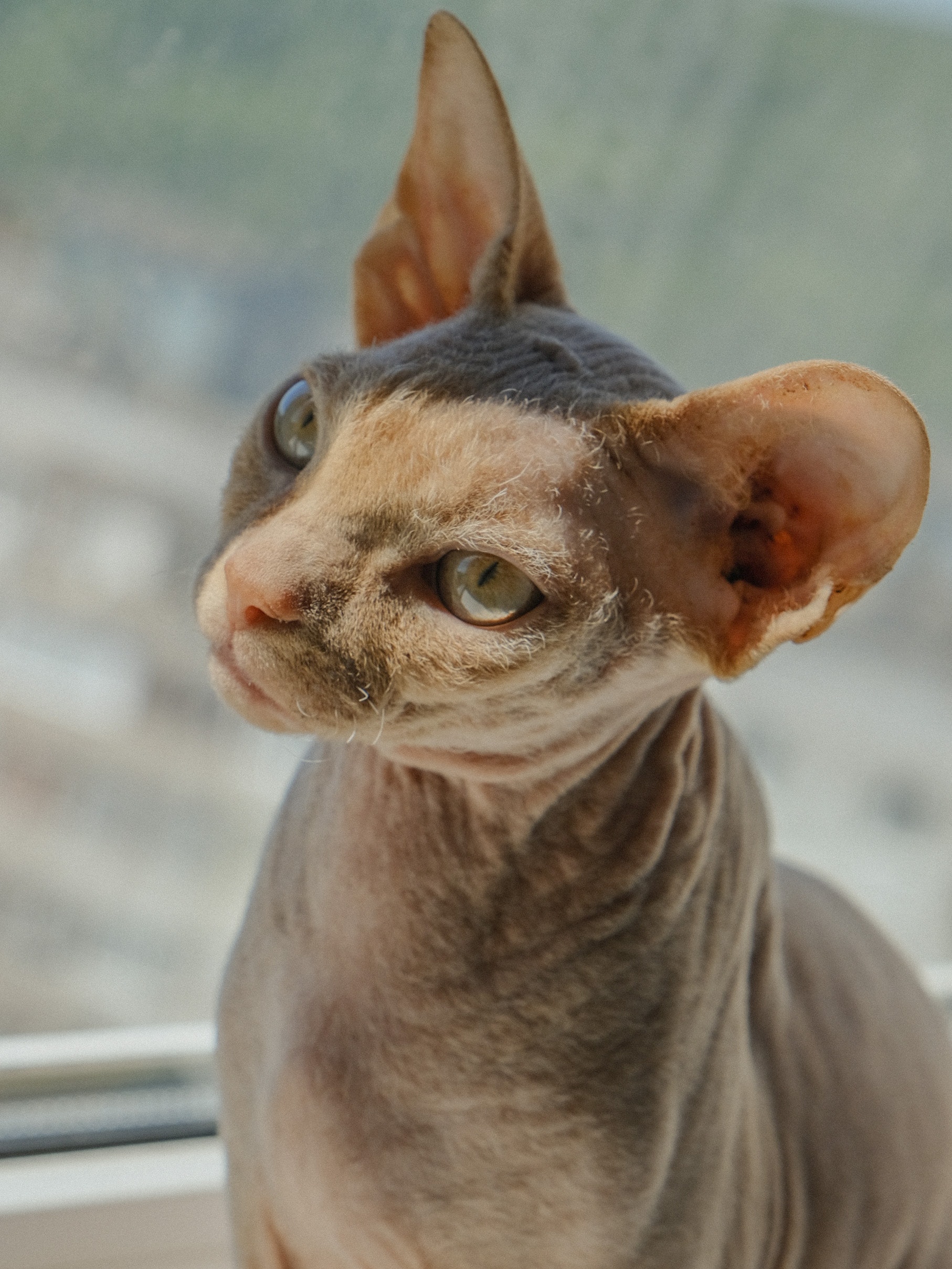斯芬克斯无毛猫脖子起疙瘩,斯芬克斯无毛猫多少钱一只